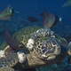 A Hawaiian green turtle severely afflicted with fibropapillomatosis (Image: Peter Bennett & Ursula Keuper-Bennett)